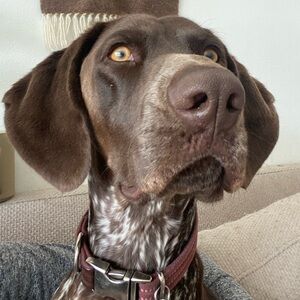 Meet your Posher, J & J